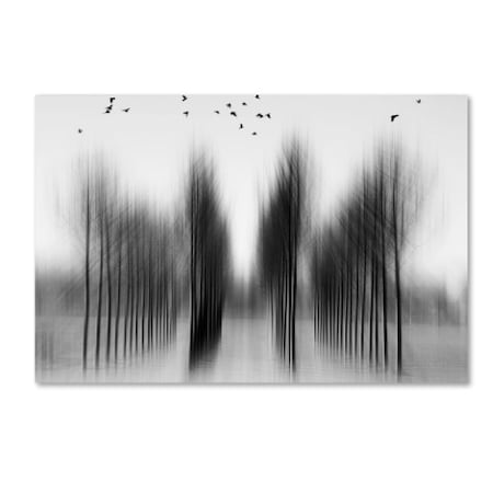 Roswitha Schleicherschwarz 'Tree Architecture' Canvas Art,30x47